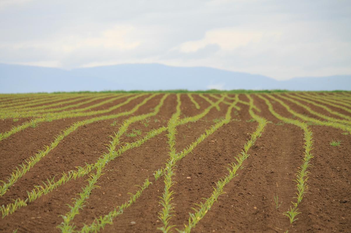 Campo