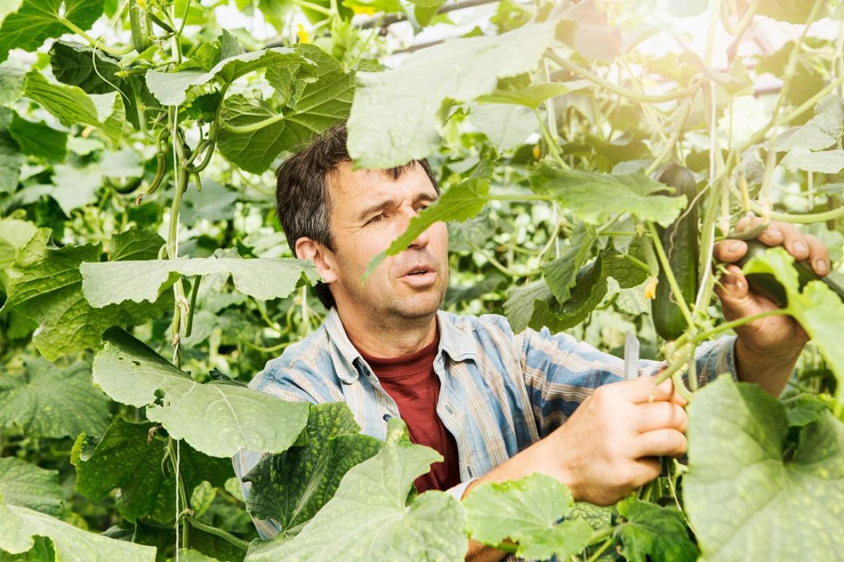 La población empleada en el sector agropecuario en 772.000 personas