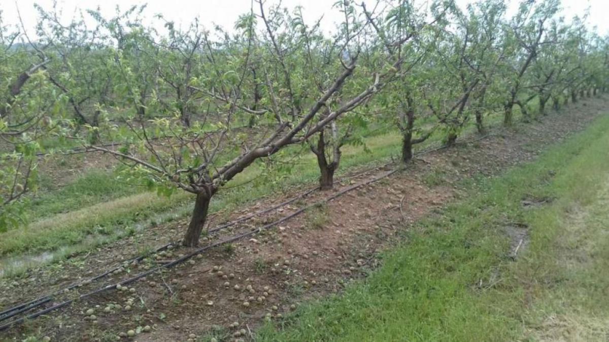 Frutales dañados por las tormentas. Foto facilitada por la Junta de Extremadura