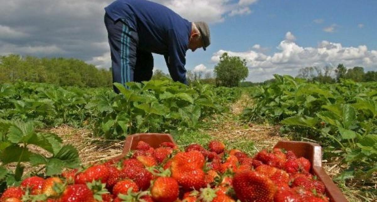 En plena campaña de la fresa, el paro aumentó un 3,55%