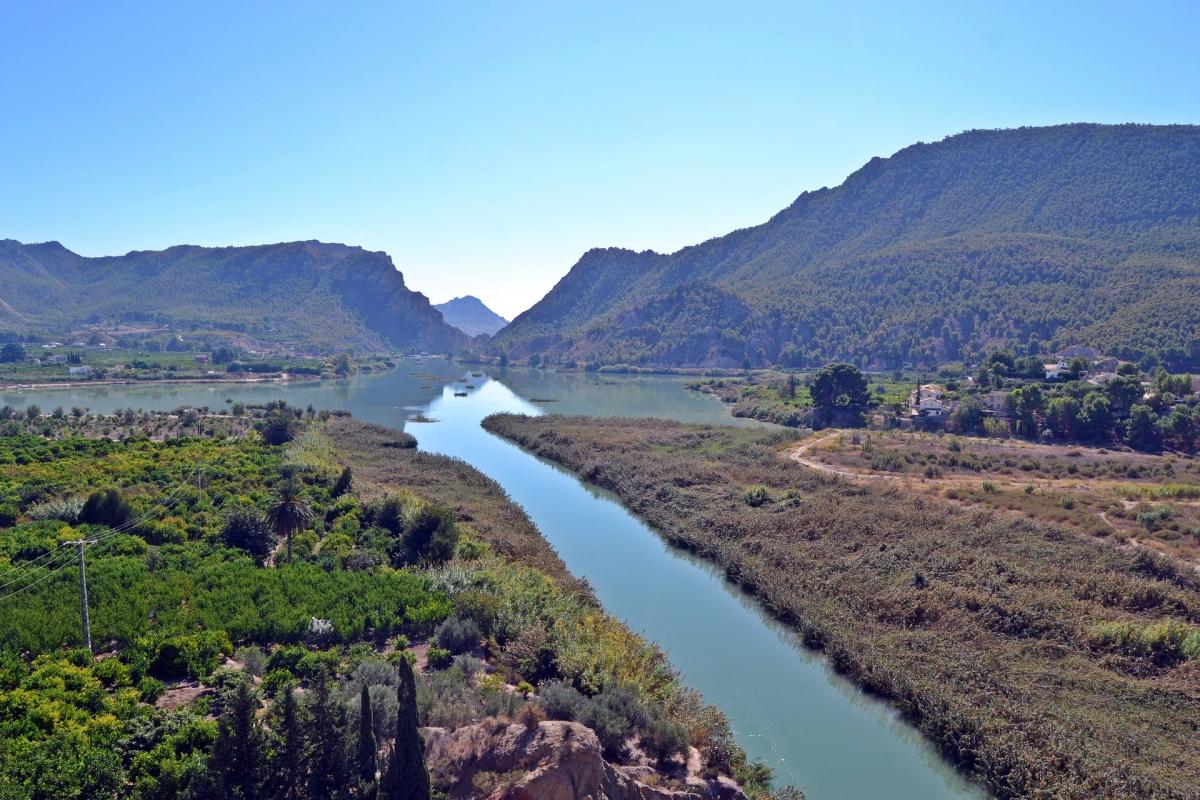 Campo manifiesto conjunto
