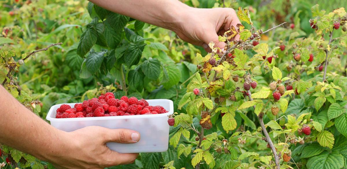 El descenso del paro se produjo por la campaña de la fresa y de los frutos rojos