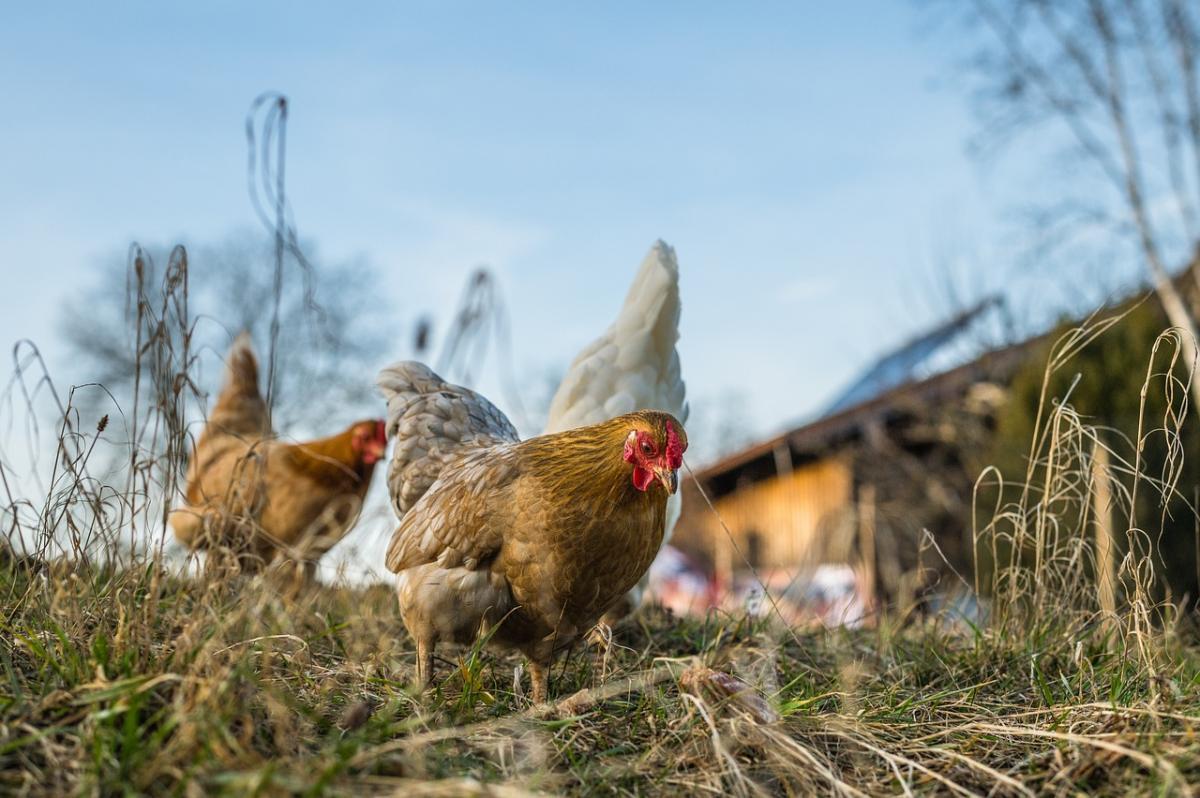 Gallinas
