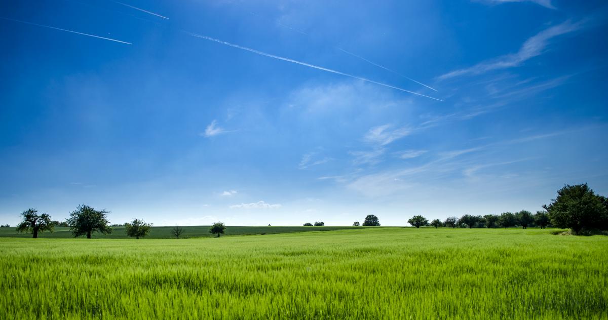 Sector del campo