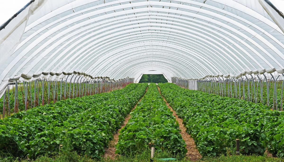 Recogida fresas Araba