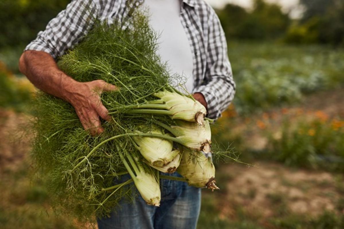 Reducción del paro agrario