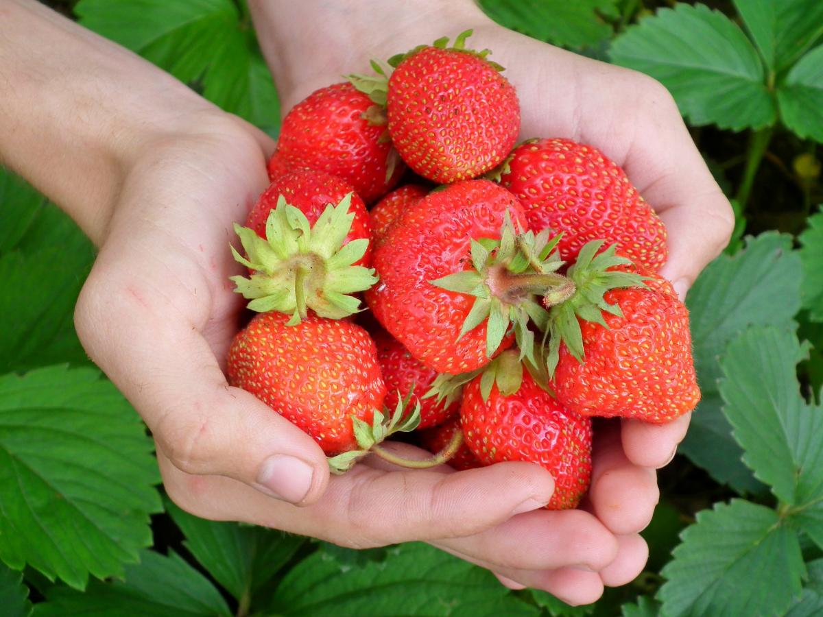 Fresas