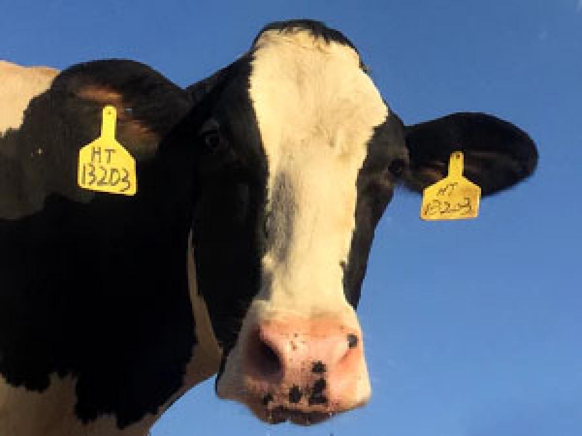 Vacas industria Cárnicas