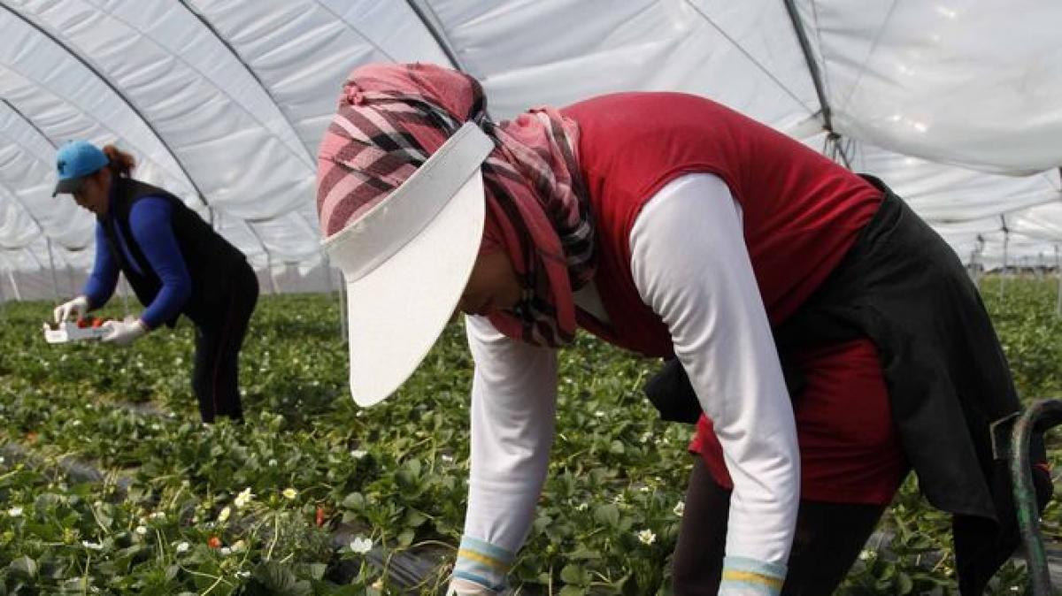 8.032 personas encontraron trabajo por el inicio de la campaña de la fruta de temporada y de hueso