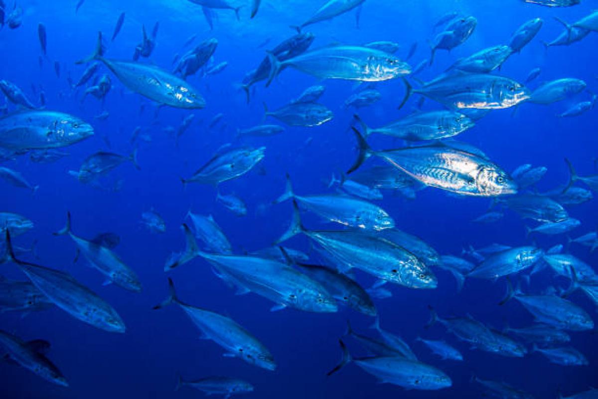 Acuicultura marina
