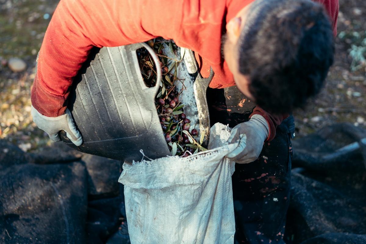 Trabajador agrario vaciando cesta de aceitunas