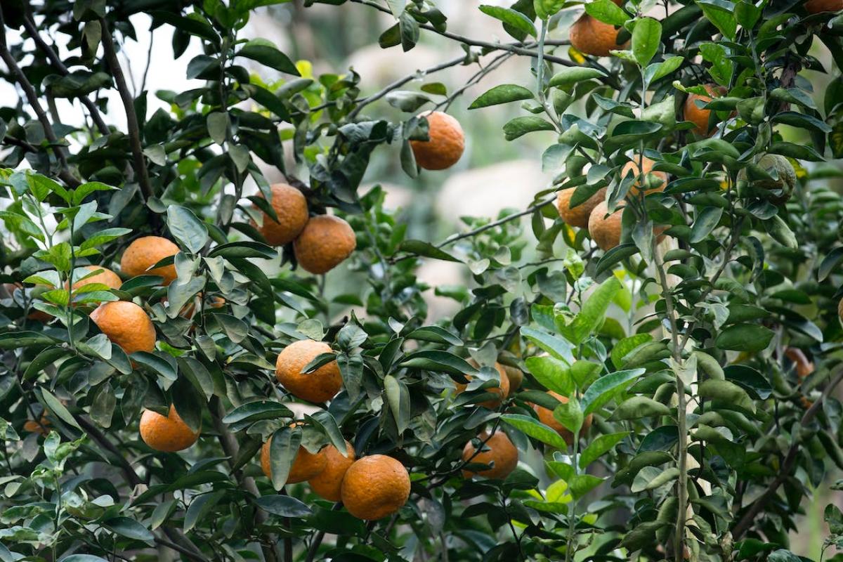 Campo de naranjas